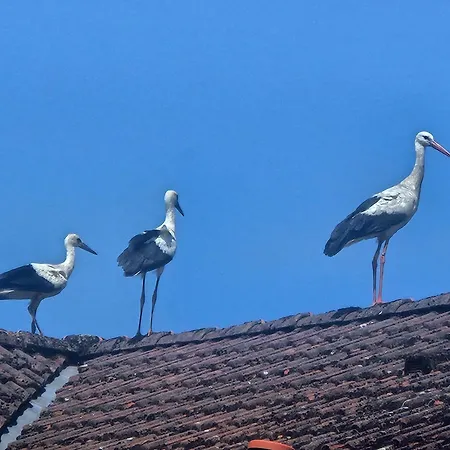 10 Walnuss - Hof Wiesengrund Parchtitz