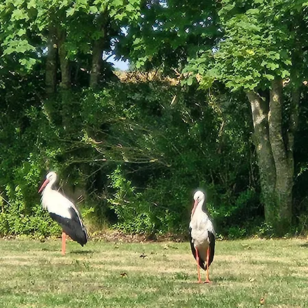 10 Walnuss - Hof Wiesengrund Apartamento Parchtitz